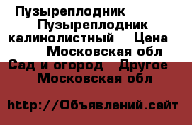Пузыреплодник “Luteus“ Пузыреплодник калинолистный  › Цена ­ 150 - Московская обл. Сад и огород » Другое   . Московская обл.